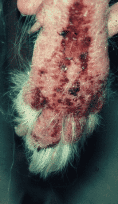 FIGURE (3) Severe excoriation of the front limb can be seen in this Springer Spaniel. The dog had received many shampoos using a licensed product but it was incorrectly used, rendering it ineffective