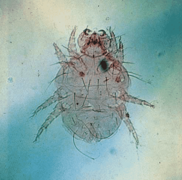 FIGURE (4) The hooks on the accessory mouthparts of an adult Cheyletiella are diagnostic (Image courtesy of M Geary, FRCVS)