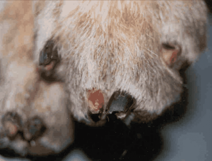 FIGURE 1 Four-year-old female neutered German shepherd dog. All four paws were affected and in the paw depicted, two nails can be seen to be sloughing and two have already sloughed. The acute lesions were painful. No other health problems and a littermate in contact was normal (courtesy of Anette Loeffler, RVC dermatology service)