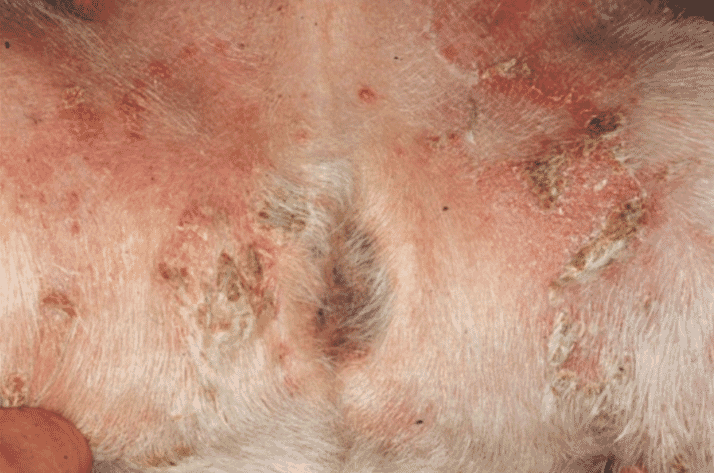 Canine recurrent superficial pyoderma | Veterinary Practice