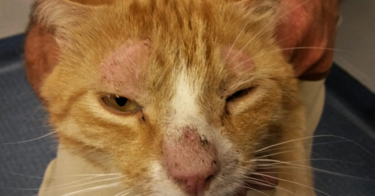 What Causes Dermatitis In Cats