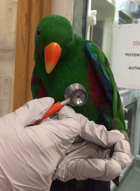 Avian heart auscultation