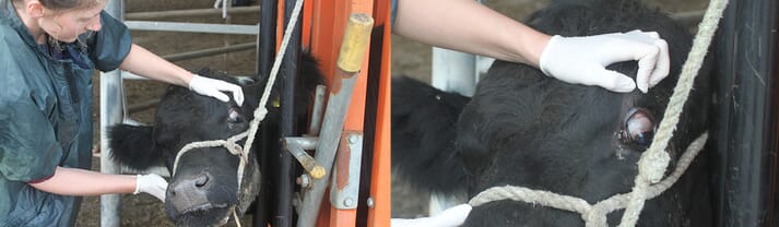 FIGURE (3) Ensuring the animal is safely restrained for bulbar subconjunc-tival injections is essential. It is important to ensure rotation/restraint of the head towards the side of the affected eye. Lifting of the head up causing rotation of the poll of the head results in the downwards rotation of the globe, exposing the sclera