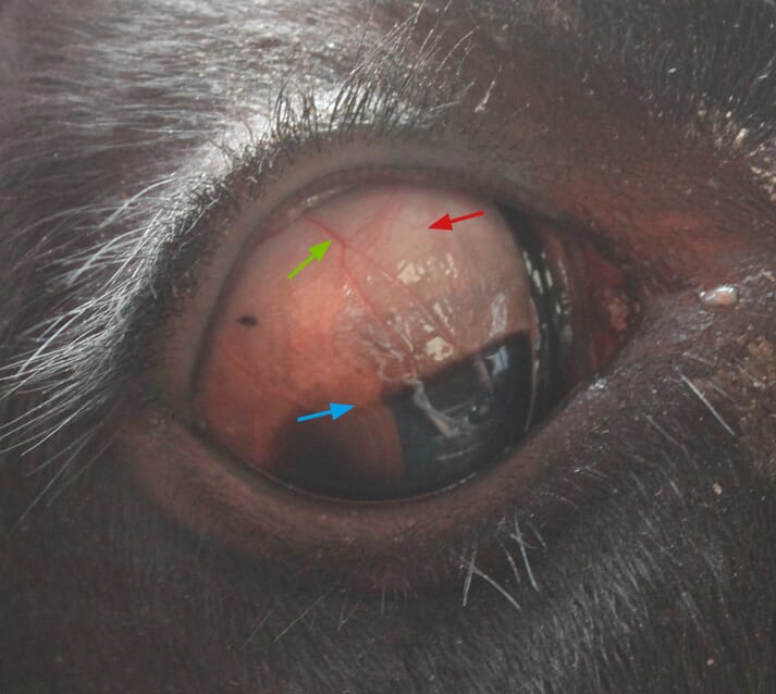 New Forest eye – a global issue | Veterinary Practice