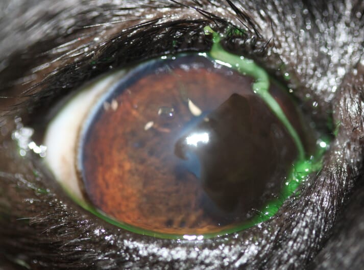 Along with the corneal pigment and medial entropion, there is a large strand of mucus on the medial cornea which is very common in pugs and can be an indication of a qualitative tear film abnormality