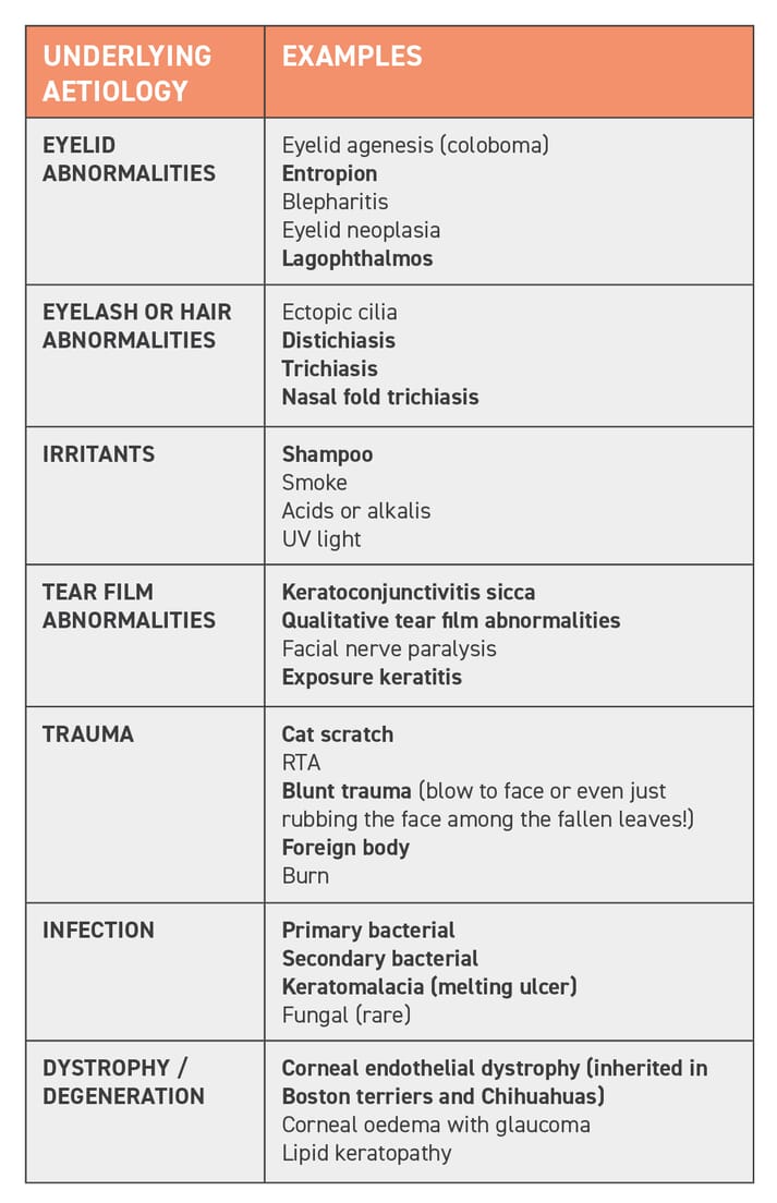 TABLE (1) There are many examples of causes of ulceration. Conditions in bold are particularly common in brachycephalic breeds