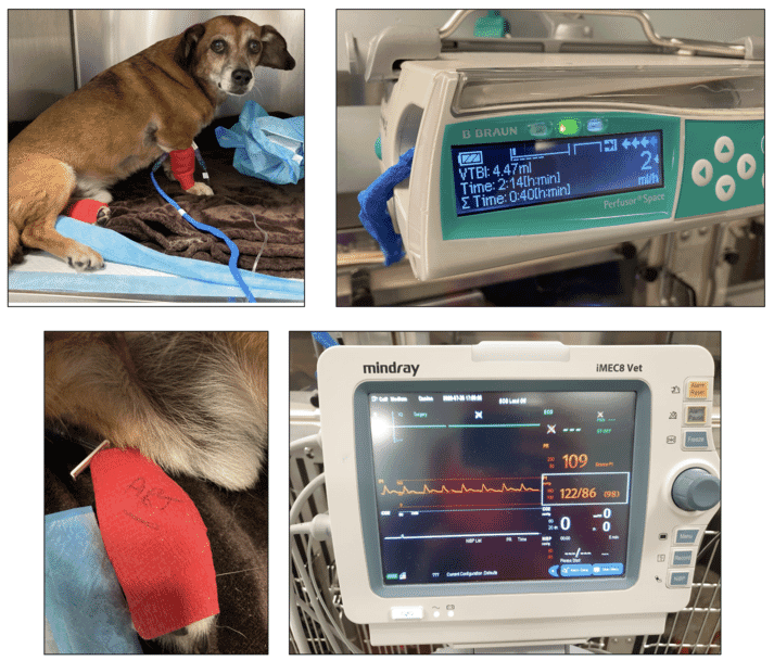 FIGURE (4) Treating a dog with severe CHF using sodium nitroprusside. The infusion must be run using a syringe driver and protected from light. Monitoring blood pressure is essential, both to titrate the dose to effect and to avoid hypotension. Using an indwelling arterial catheter can help to provide a high standard of monitoring, but checking an indirect Doppler measurement every five minutes until the effective dose is reached (to obtain systolic blood pressure 80 to 90mmHg) will suffice