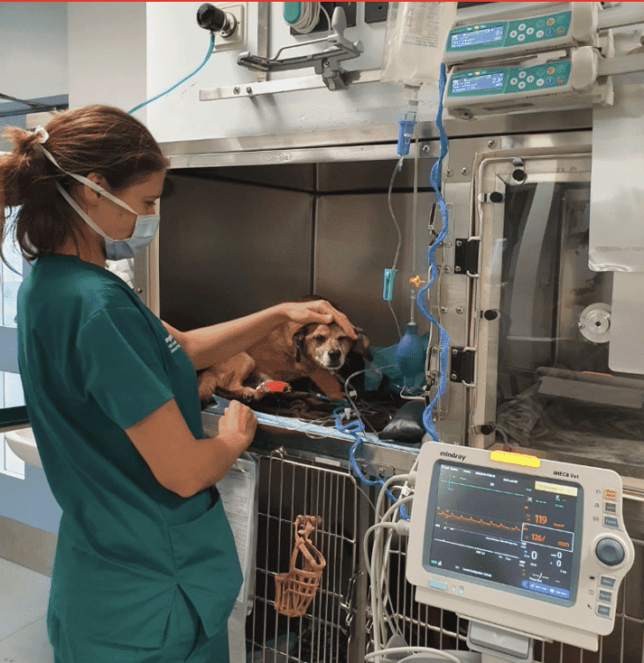 FIGURE (6) Nursing care is vital to provide effective monitoring and ensure patient well-being at a highly stressful time