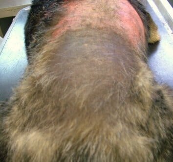 FIGURE 1 Malassezia hypersensitivity in a German Shepherd dog. There is a band of erythematous pruritic skin dorsally of one year’s duration. The underlying cause was fleabite hypersensitivity, which had been resolved, but clinical resolution of pruritus required four weeks of topical therapy for the secondary yeast infection