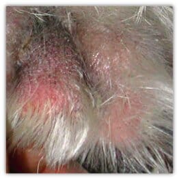 FIGURE 3 Greasy erythematous exudation and hyperpigmentation in the interdigital region of a dog