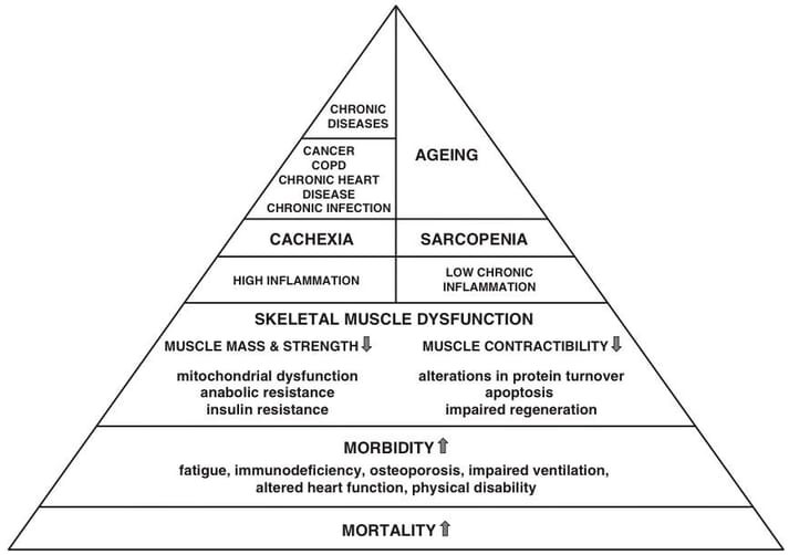 FIGURE 1 The pyramid of sarcopenia and cachexia (Argilés et al., 2015) shows that both involve skeletal muscle dysfunction and a reduction in muscle mass which contributes to increased morbidity and mortality
