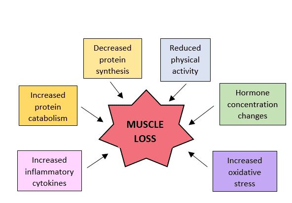 FIGURE 3 Numerous factors influence sarcopenia in humans