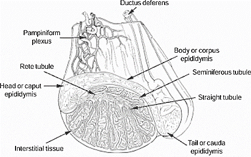 FIGURE 1 Cross section of the equine testicle