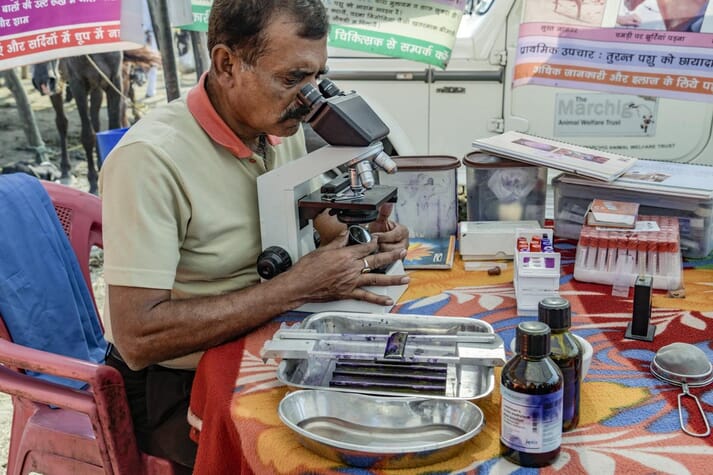 The Brooke team in India test blood samples for surra and tetanus for free