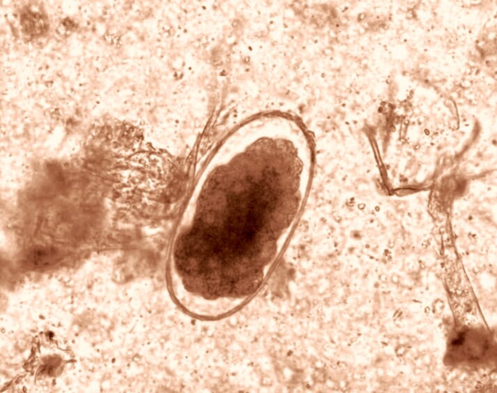 FIGURE (1) A strongyle-like egg detected as part of a faecal worm egg count in donkeys using the McMaster technique