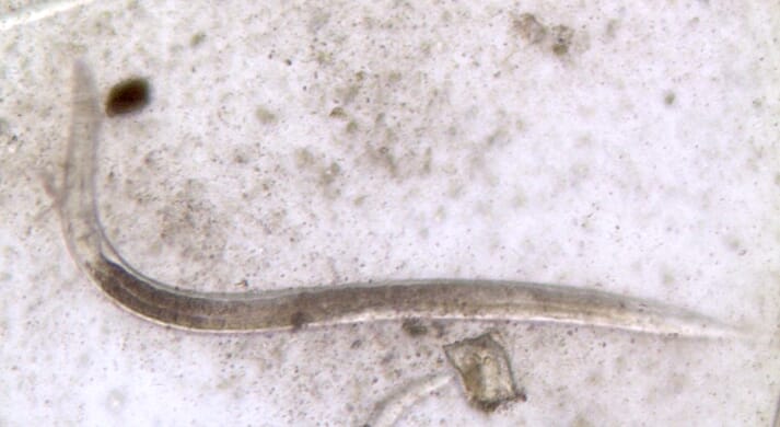 FIGURE (2) A strongyle spp. larva recovered from a donkey faecal culture using the Baermann technique