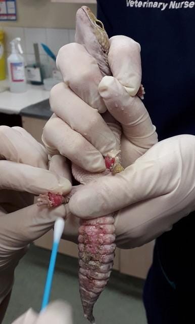 FIGURE (1) Second- and third-degree burns in a leopard gecko (Eublepharis macularius) from a malfunctioning heat mat