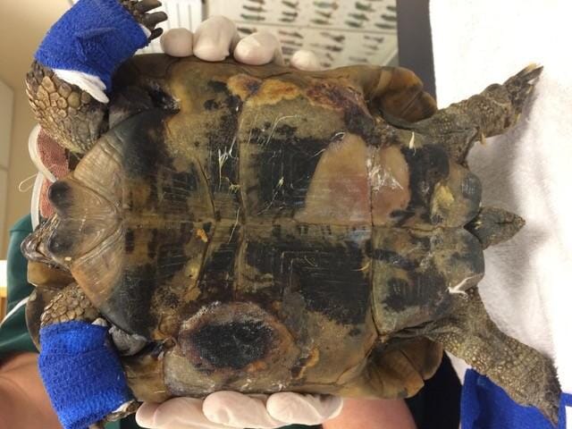 FIGURE (2) Thermal burn to the plastron of a Mediterranean spur-thighed tortoise (Testudo graeca) resulting from direct contact with a fallen heat source