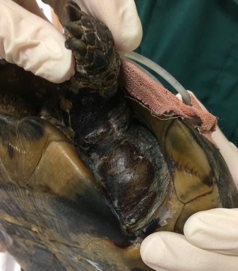 FIGURE (3)First-degree burns to the skin of a Mediterranean spur-thighed tortoise (Testudo graeca)