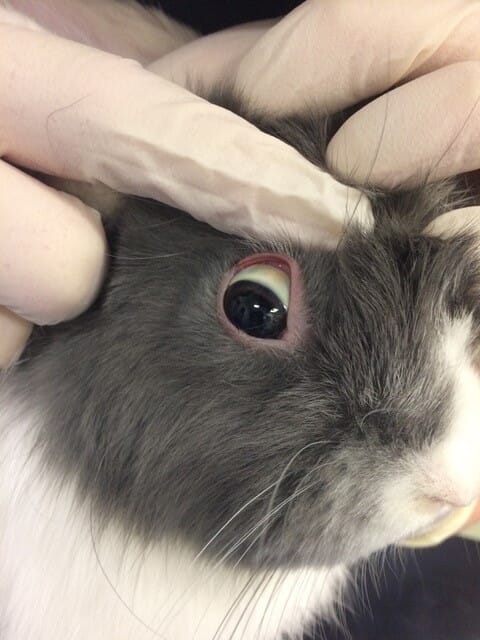 FIGURE (1) Jaundice of the sclera of a young rabbit that was later diagnosed with RHDV2
