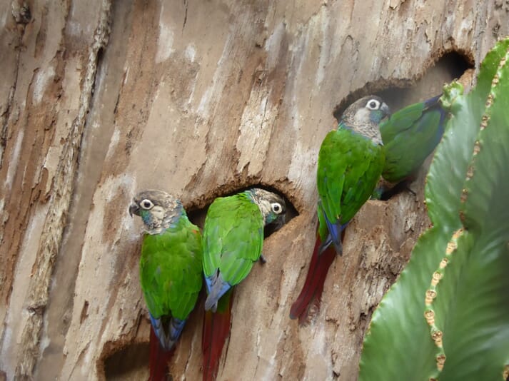 FIGURE (2) Environmental and social complexity can increase behavioural diversity in captive parrots and decreases the chances of an individual bird feather plucking. Captive parrots need to be provided with both a range of enrichments and enriching situations to reduce the chances of feather-damaging behaviours