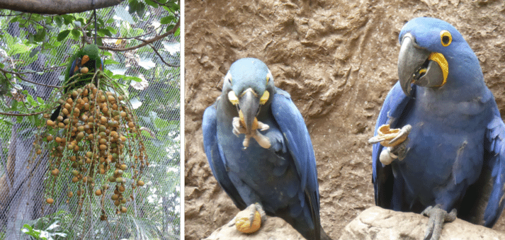 FIGURE (3) Wild parrots can spend up to six hours a day foraging for food. Increasing the time that captive birds spend on food handling and processing allows for the performance of more naturalistic time budgets