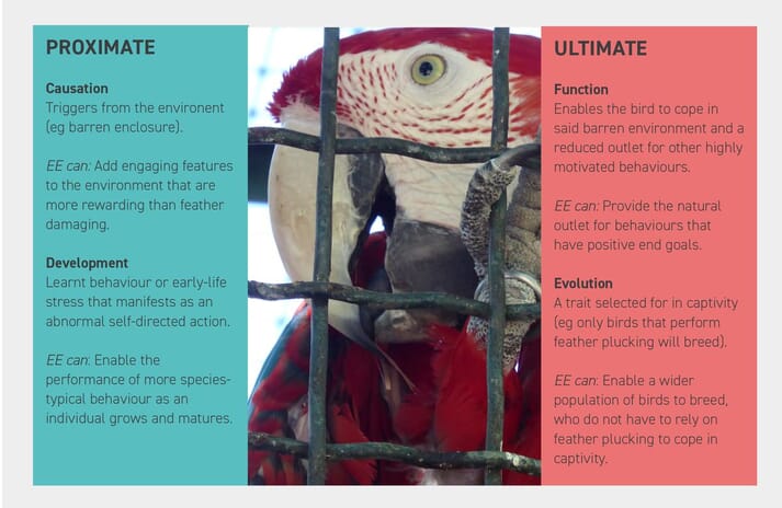 FIGURE (4) Tinbergen’s Four Questions can be explained using an example of how environmental enrichment (EE) can help reduce the likelihood a bird will perform feather-plucking or feather-damaging behavioursFeather plucking in parrots