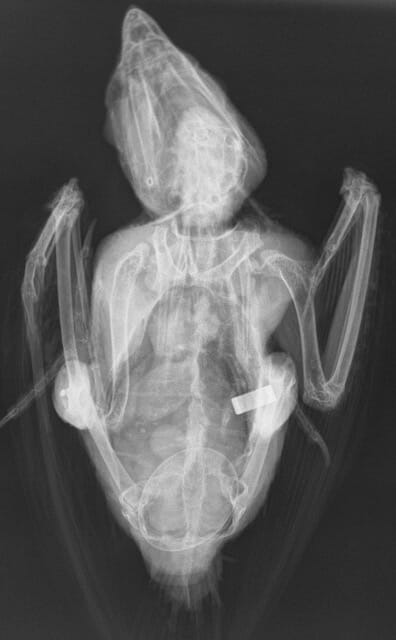 FIGURE (1) A conscious radiograph taken to assess for the presence of an egg. The remainder of this radiograph is non-diagnostic due to superimposition of structures
