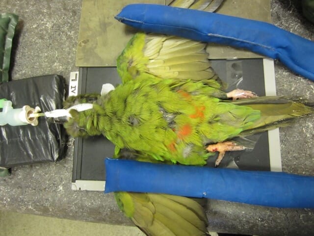 FIGURE (2) A Severe Macaw positioned for a ventrodorsal radiographic view