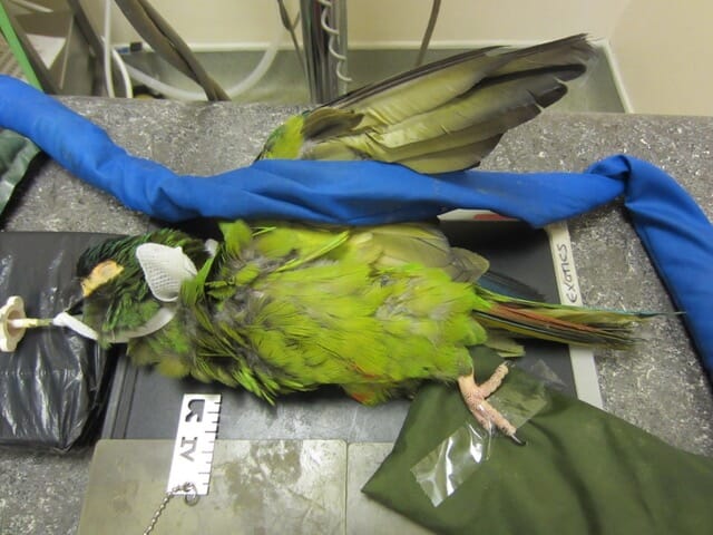 FIGURE (3) A Severe Macaw positioned for a lateral radiographic view