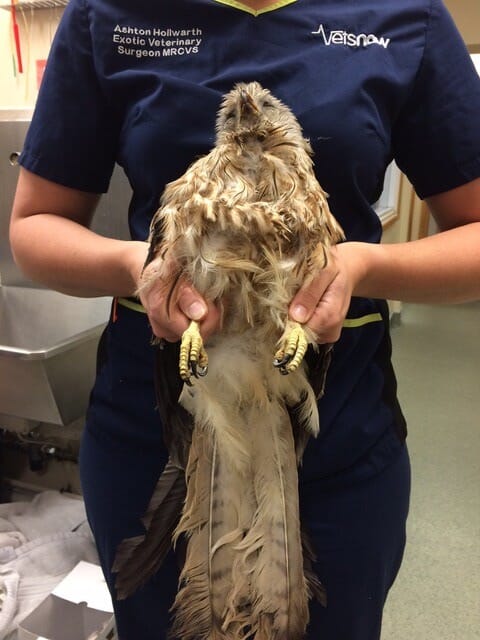 Red kite safe handling