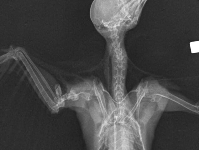 Fracture radiography of a great spotted woodpecker