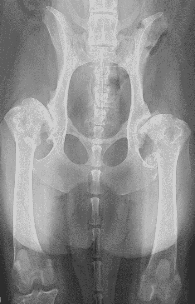 Ventrodorsal X-rays of hip remodelling and osteoarthritis