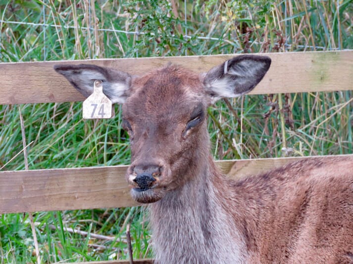 FIGURE 3 Malignant catarrhal fever in an adult red deer hind