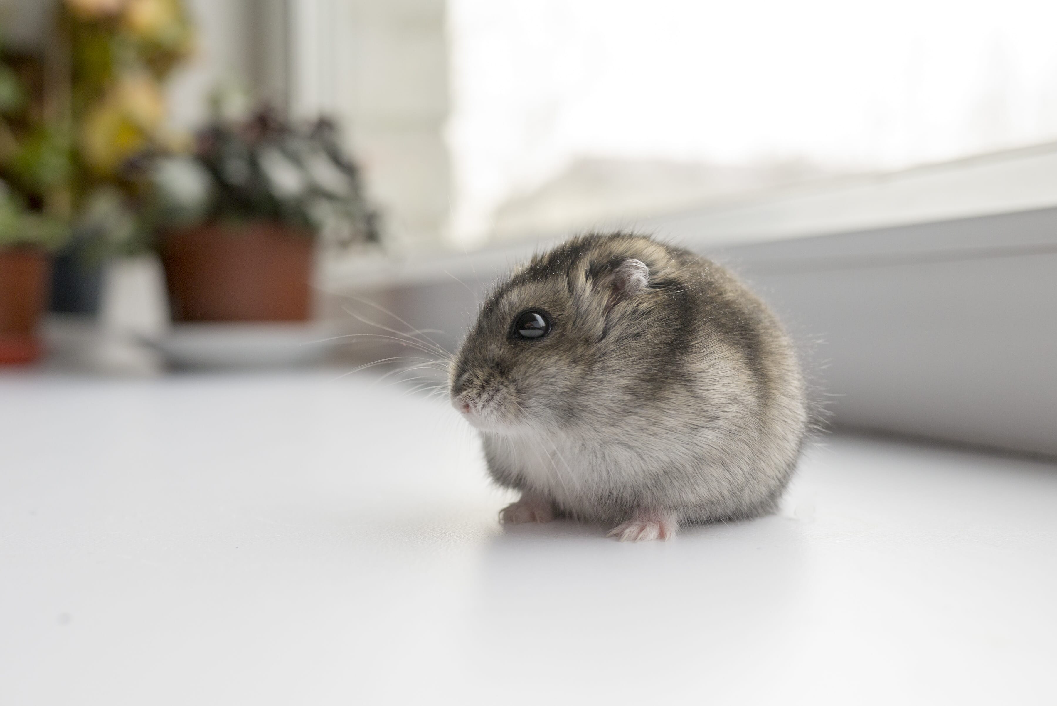 taking hamster to vet