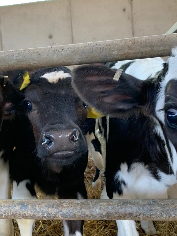 FIGURE (2) A calf with mucopurulent nasal discharge from a farm with an endemic IBR problem12