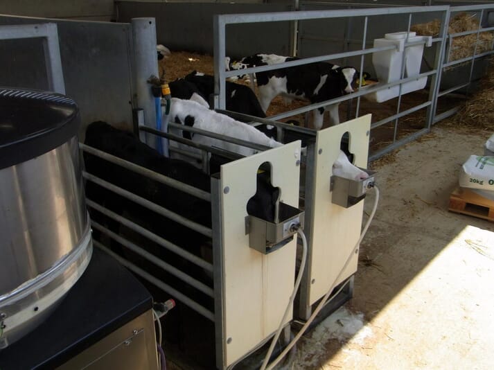 FIGURE (2) Good hygiene of feeding equipment can help reduce spread of Mycoplasma bovis