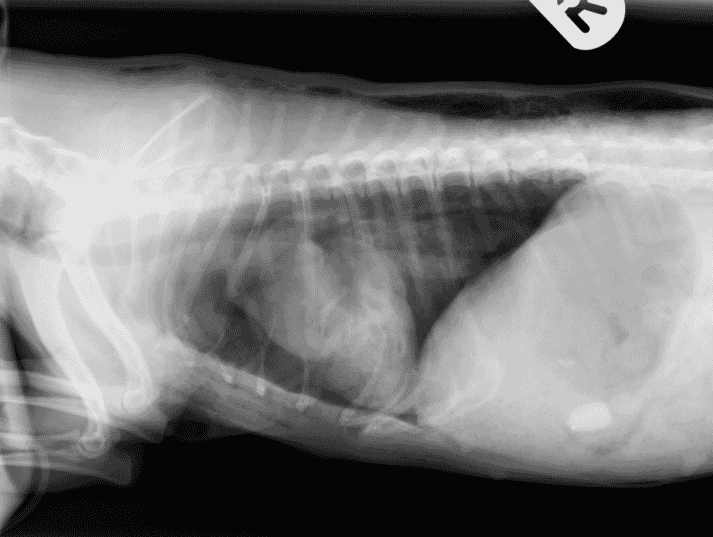 FIGURE (2) Right lateral (A) and dorsoventral (B) radiographs of thorax of a dog suffering thoracic dog bite wounds. Radiographic abnormalities include subcutaneous emphysema, pneumothorax, collapse of the left lung and fracture of the left fifth and sixth ribs (as well as an incidental gastric foreign body)