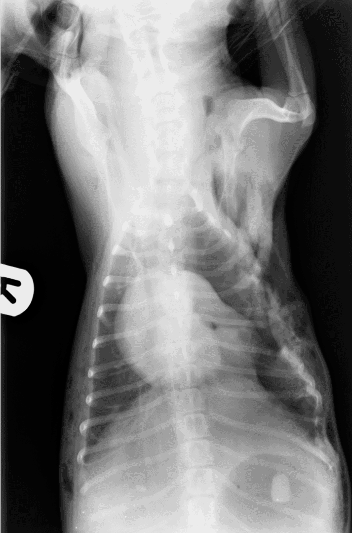 FIGURE (2) Right lateral (A) and dorsoventral (B) radiographs of thorax of a dog suffering thoracic dog bite wounds. Radiographic abnormalities include subcutaneous emphysema, pneumothorax, collapse of the left lung and fracture of the left fifth and sixth ribs (as well as an incidental gastric foreign body)