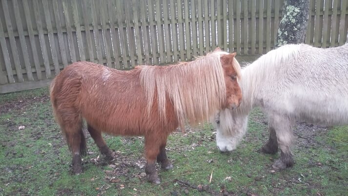 FIGURE (1) Shetland pony geldings with generalised hypertrichosis
