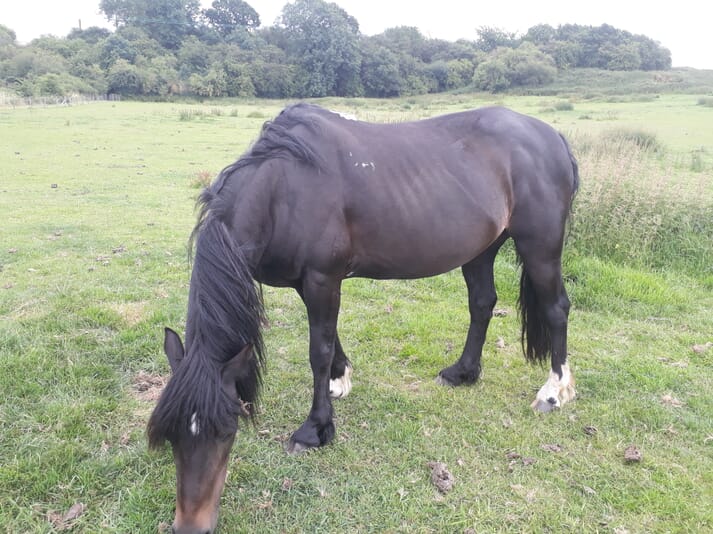 FIGURE (2) A 24-year-old New Forest pony mare with skeletal muscle atrophy caused by PPID