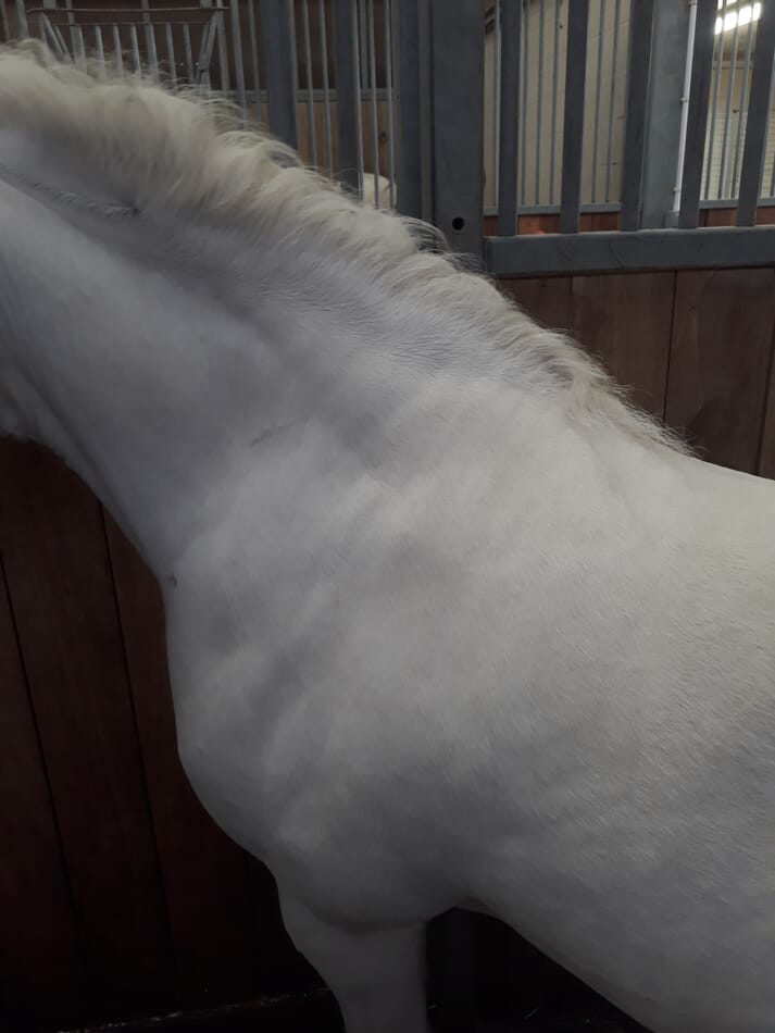 FIGURE (3) A 12-year-old Welsh pony mare with generalised obesity