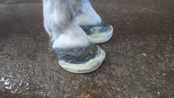 FIGURE (4) A 16-year-old Shetland pony mare with acute laminitis
