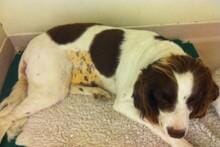 FIGURE (1) Marked jaundice is clearly evident on the ventrum of this English Springer Spaniel