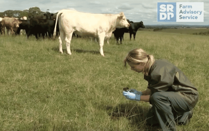 collecting cow faeces in a field with cows in the background