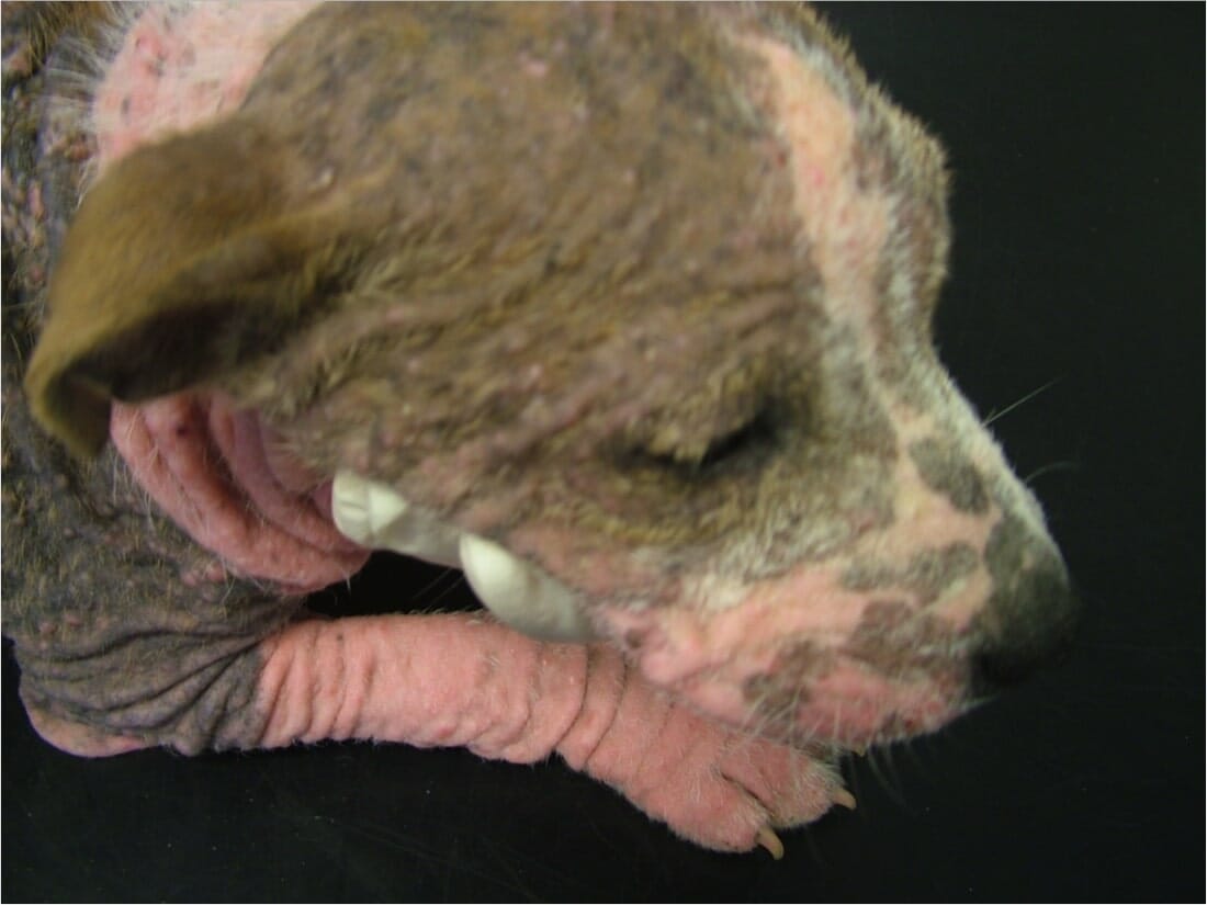 demodex mites dogs