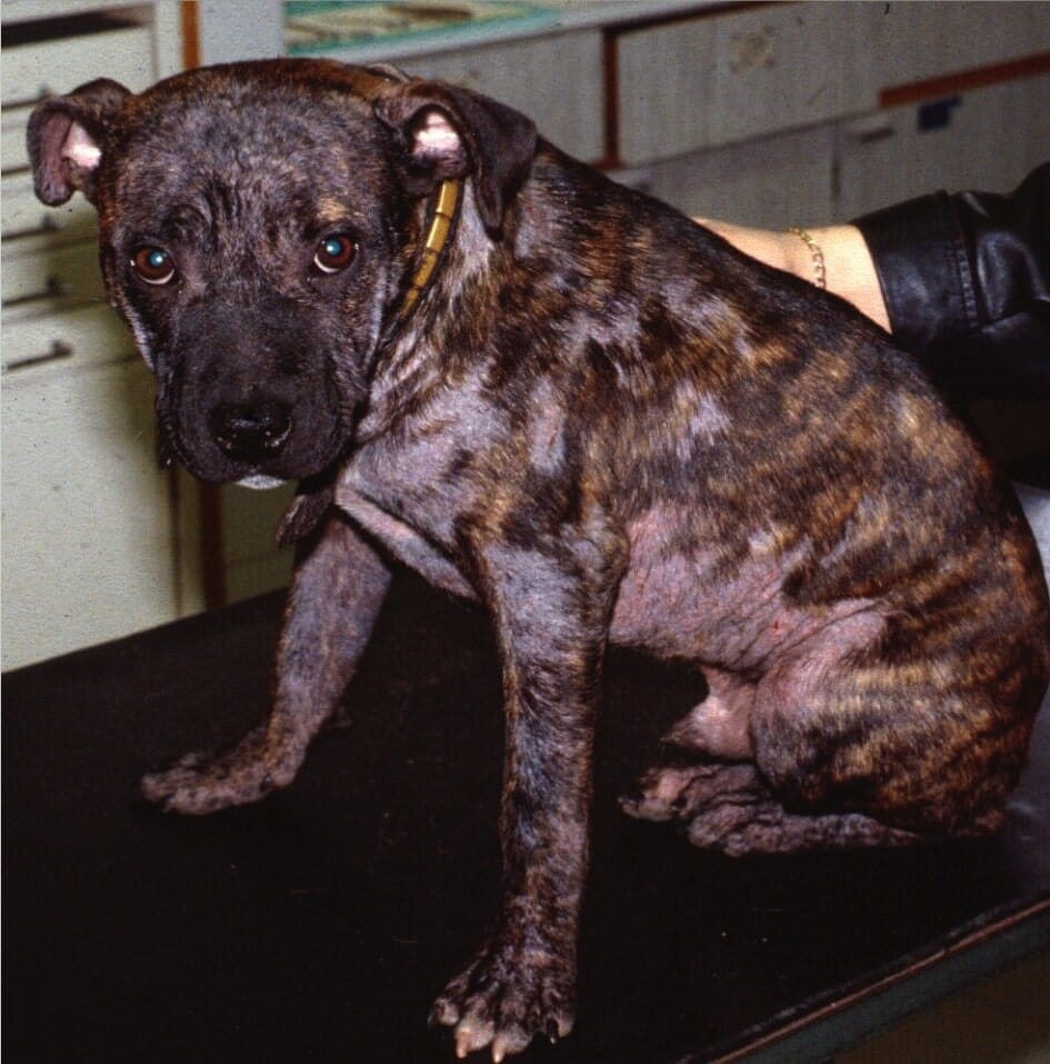 demodex treatment dogs