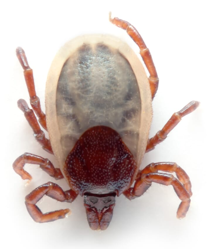 FIGURE 3 Ixodes hexagonus