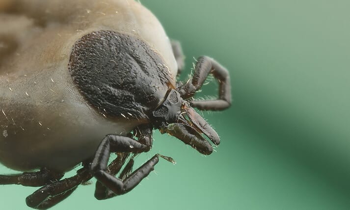 FIGURE 2 Ixodes ricinus