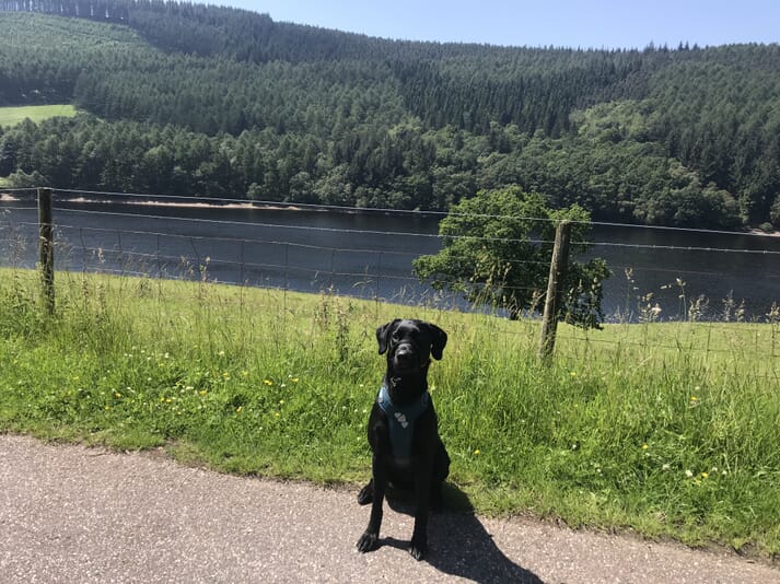 Black dog outdoors